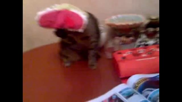 прикалываются  2