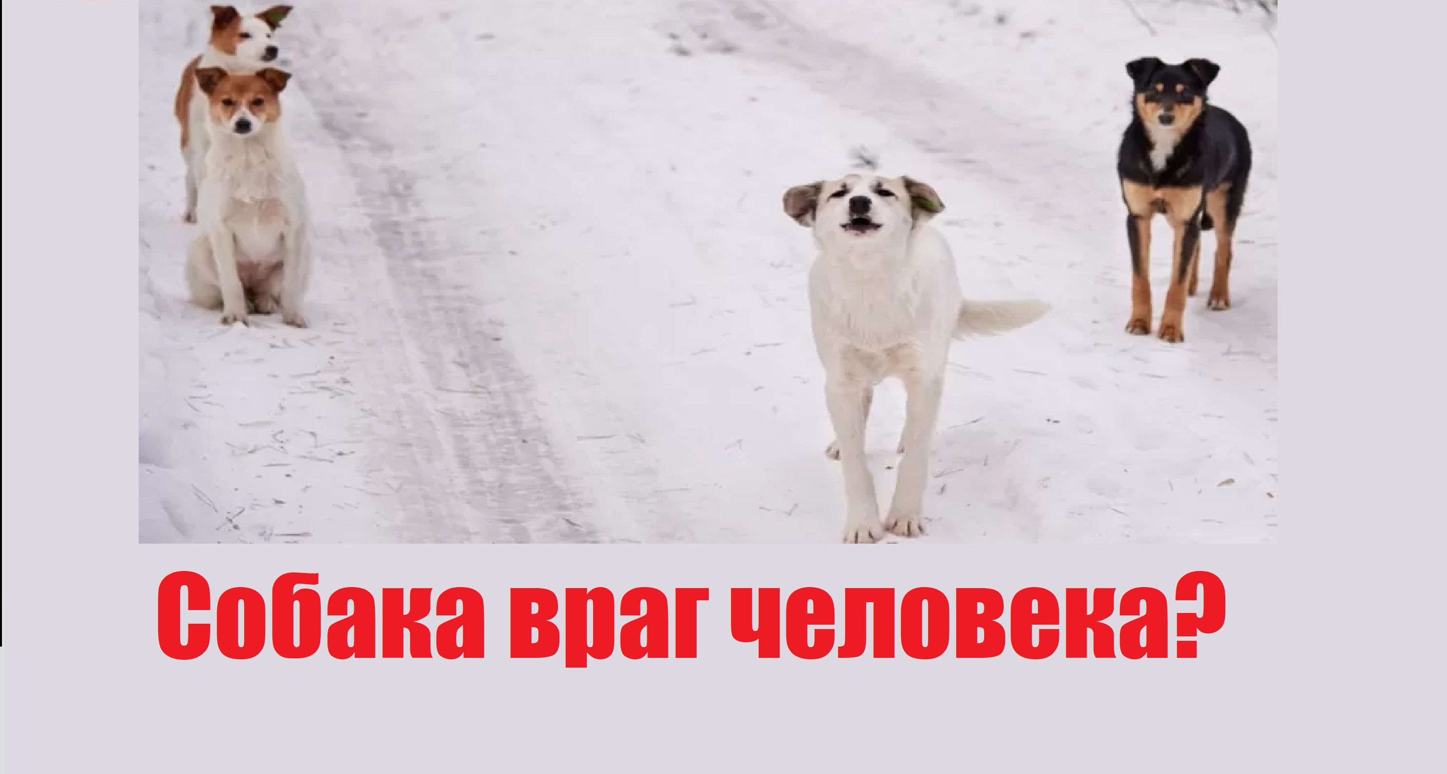 закон об усыплении собак