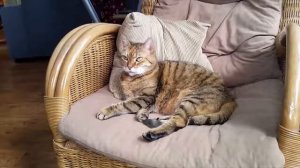 Кошки в Исламе. Кошки не являются не чистыми.
