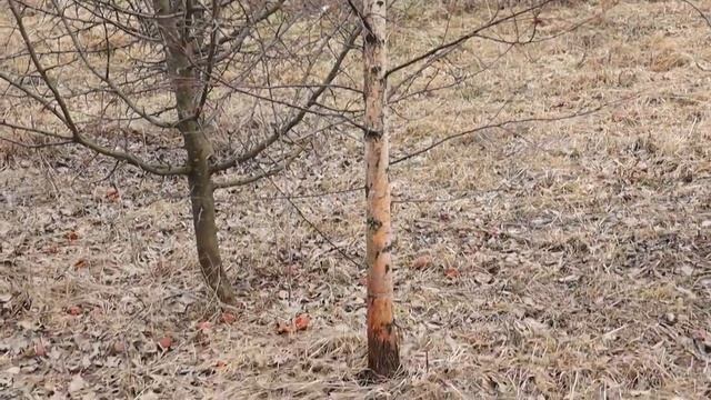 Купила участок с домом- Обзор участка.mp4 смотреть онлайн