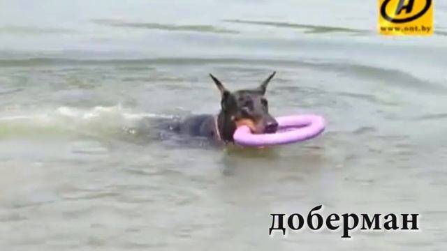ТОП 10 САМЫХ ОПАСНЫХ ПОРОД СОБАК В МИРЕ!!!