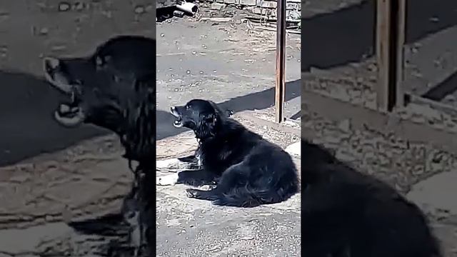 Пес поёт под аккомпанемент сирены скорой помощи