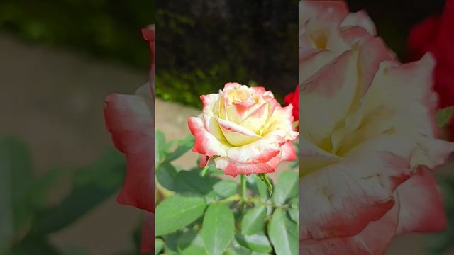 Top 3 Long lasting Rose flower