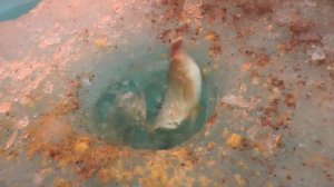 Зимняя рыбалка для начинающих! Карповское водохранилище.