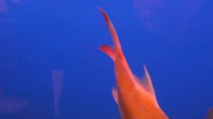 Аквариумная рыбка, Барбус лещевидный, Барбус Шванифельда, Barbus schwanefeldi