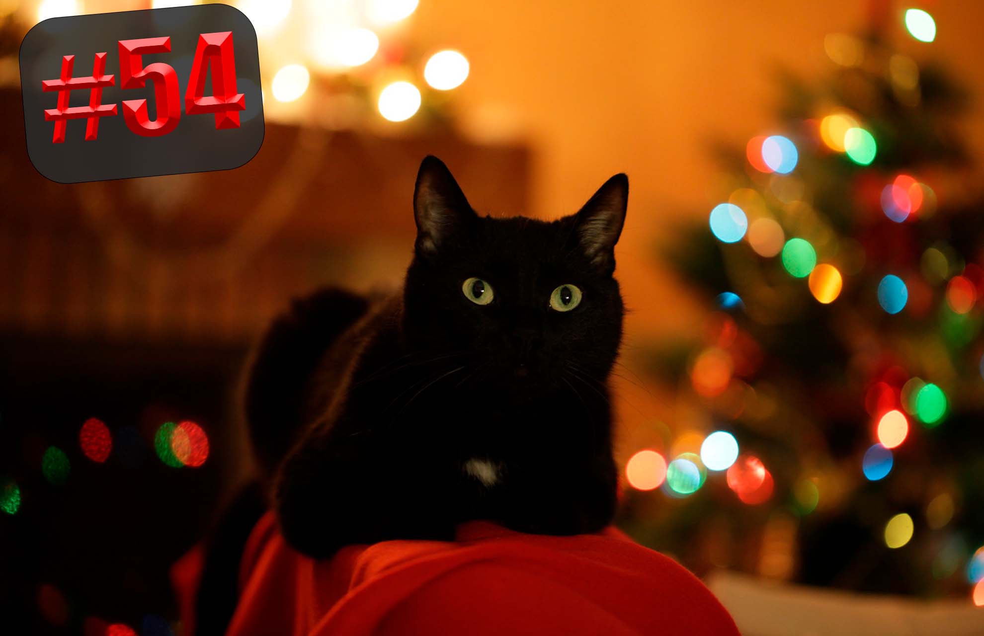 Черный кот новый год