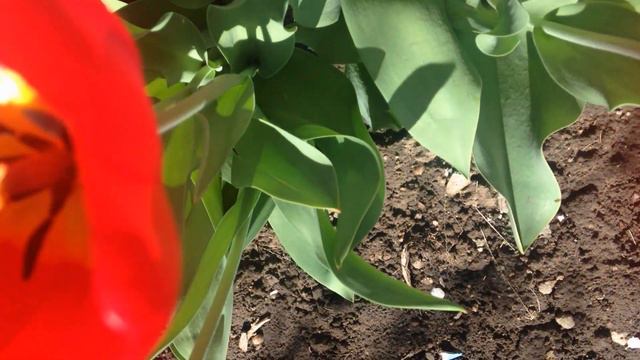 Цветы, весна красивейшая пора.