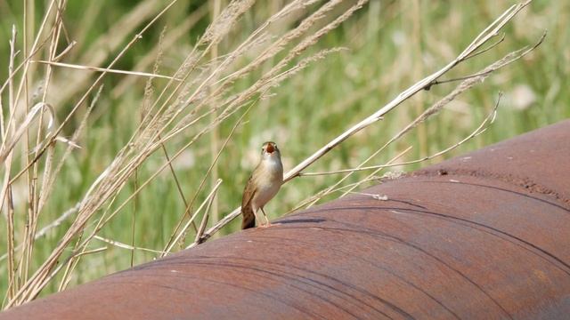 Сверчок Обыкновенный. Голос смотреть онлайн