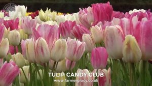 Tulip 'Candy Club' - FarmerGracy.co.uk