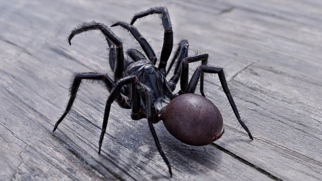 К чему снится паук, паутина, много пауков смотреть онлайн