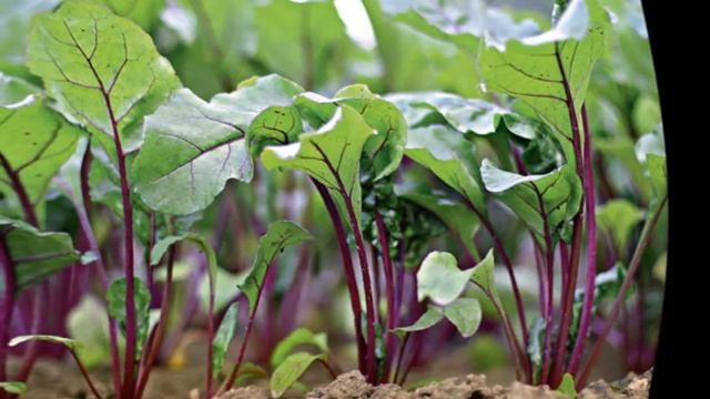 Как поливать свеклу.Как часто поливать свеклу смотреть онлайн