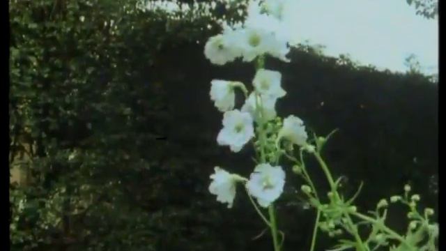 Mr Smith's Flower Garden. Part 2 смотреть онлайн