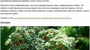 Цветы похожие на денежное дерево описание и фото комнатных суккулентов