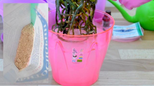 ФИТОСПОРИН-М: СВОЙСТВА, ДОЗИРОВКА, ПРИГОТОВЛЕНИЯ РАСТВОРА, ПРИМЕНЕНИЕ ДЛЯ ОРХИДЕЙ! смотреть онлайн