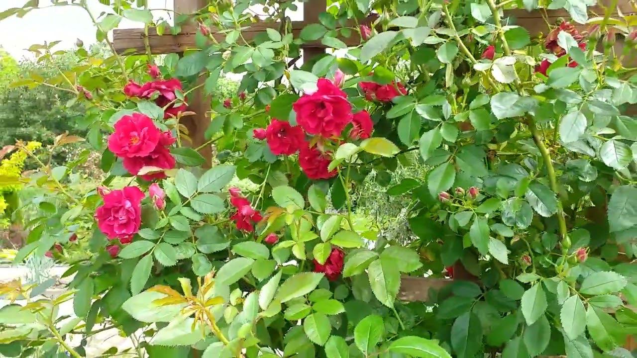 РОЗА Фламментанц после обработок плантафолом смотреть онлайн