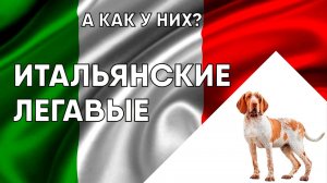 Итальянские континентальные легавые