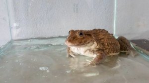 Лягушка-бык ест черную треххвостую рыбу из Японии