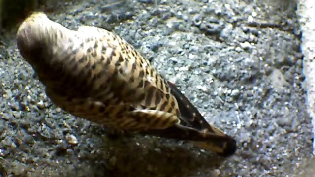 From Internet Camera(Turmfalken[03:1A:A5])2014/07/19,15:40:26_D смотреть онлайн