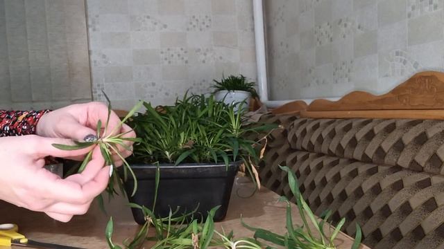 Зимнее черенкование ампельной вегетативной гвоздики смотреть онлайн