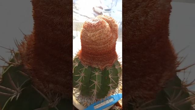 Мелокактусы сегодня смотреть онлайн