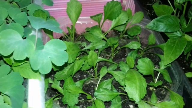 МНОГОЛЕТНИКИ ИЗ СЕМЯН.РАССАДА АКВИЛЕГИИ или ВОДОСБОРА. РАССАДА ПИРЕТРУМА .ОБЗОР ЧЕРЕНКОВ ХРИЗАНТЕМЫ смотреть онлайн