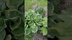 мои хосты и гейхеры