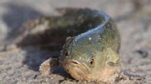 Мелкая но очень опасная рыба наших рек - "ходячий ёрш"