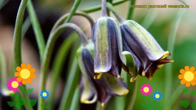 Рябчик Эльвезий (Рябчик Elwesii). Краткий обзор, описание характеристик, где купить луковицы Elwesi смотреть онлайн