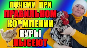 Почему при ПРАВИЛЬНОМ КОРМЛЕНИИ куры лысеют.