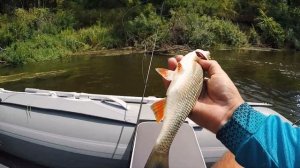 Ловля голавля с лодки летом. Река Десна, сплав