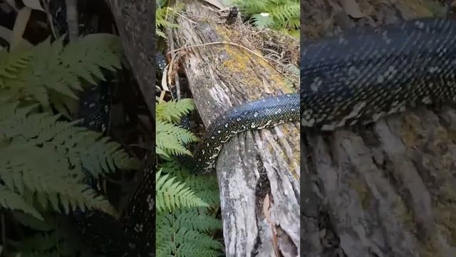 Snake BITES, well tries to.