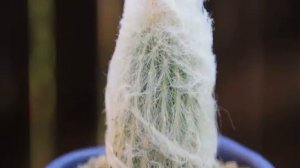 Пушистый кактус: как называется и варианты ухода