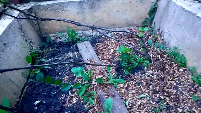 Виноград без проблем.Лучшая формировка для укрывного винограда- веерная. смотреть онлайн