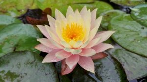 Nymphaea Peaches and Cream Первое цветение Нимфея  Пич энд Крим