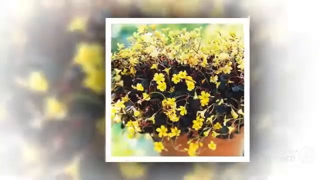 Browallia - garden plants смотреть онлайн