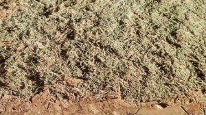 готовлю хвойный чай из молодых сосновых побегов.