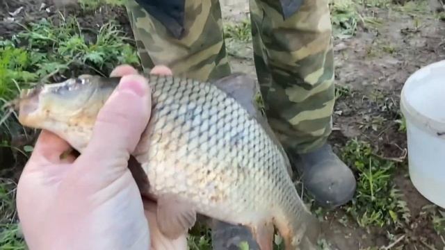 Ловим Карпов прямо во дворе дома смотреть онлайн