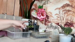 Будни цветовода. Черенкование, уход за фиалками и укоренеными  листочками .