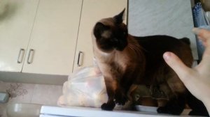 Бойцовый тайский кот Куст