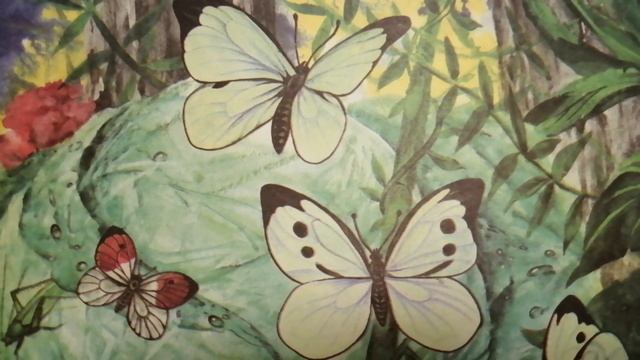 БАБОЧКА . Капустница. НАСЕКОМЫЕ . Окружающий мир. Живая природа !!!!!