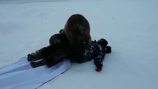 В Курске цирковая медведица прокатилась с горки смотреть онлайн