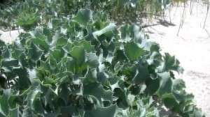 Загадочное растение в виде Колючки.