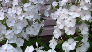 Белые флоксы. Дачные картинки. Уникальный проект.