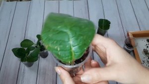 Глоксинии/ Укорененный Лист Подгнил или Засох ,что делать?/Клубни, за какое время они нарастают ?