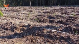 Ручная и механизированная посадка леса (сравниваем спустя полгода)