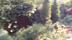 Что посадить вокруг беседки Многолетние вьющиеся растения для забора и беседки Мои любимые соседушк