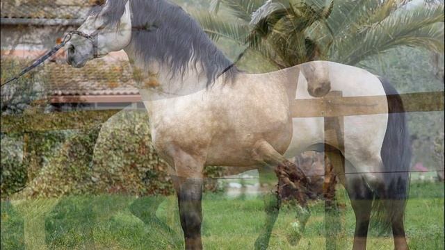 ?Породы лошадей! Лузитано! (Португальская верховая) смотреть онлайн