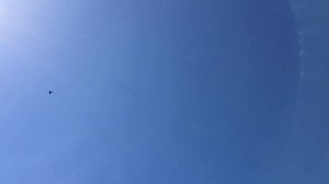 Как голуби линяют