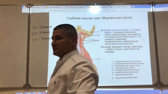 Анатомия шеи / Anatomy of the neck. Мышцы, треугольники и фасции шеи