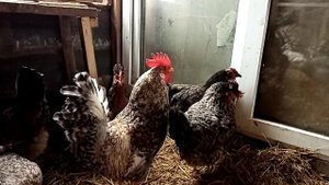 Куры легбар